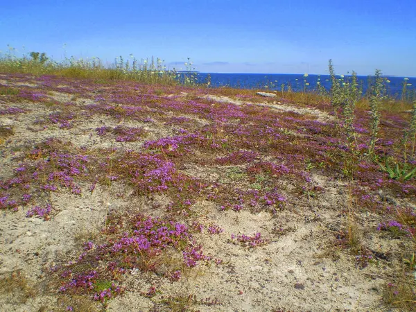 Lörje strand
